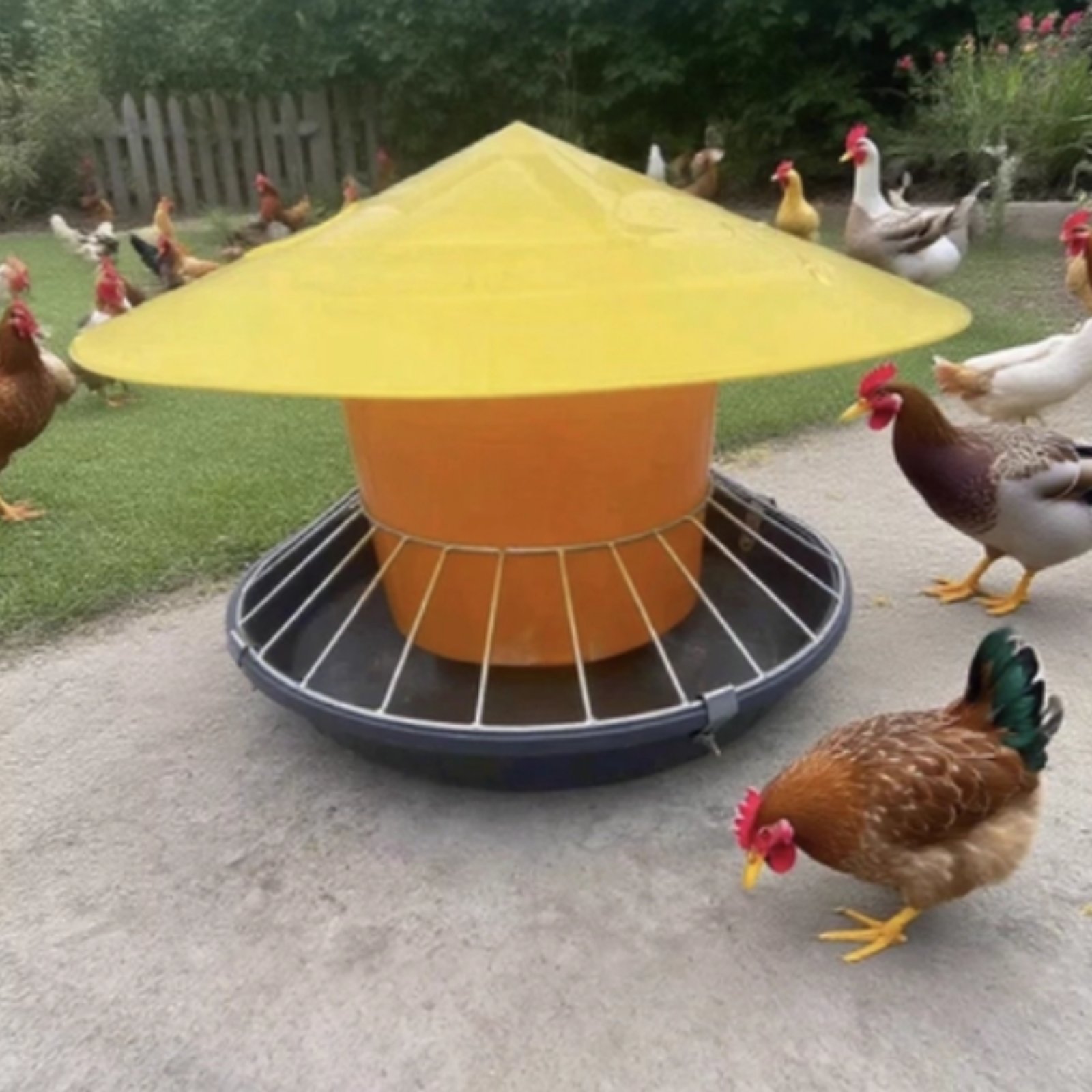 Comedouro Redondo para Aves de - Feeding avaliação e preço