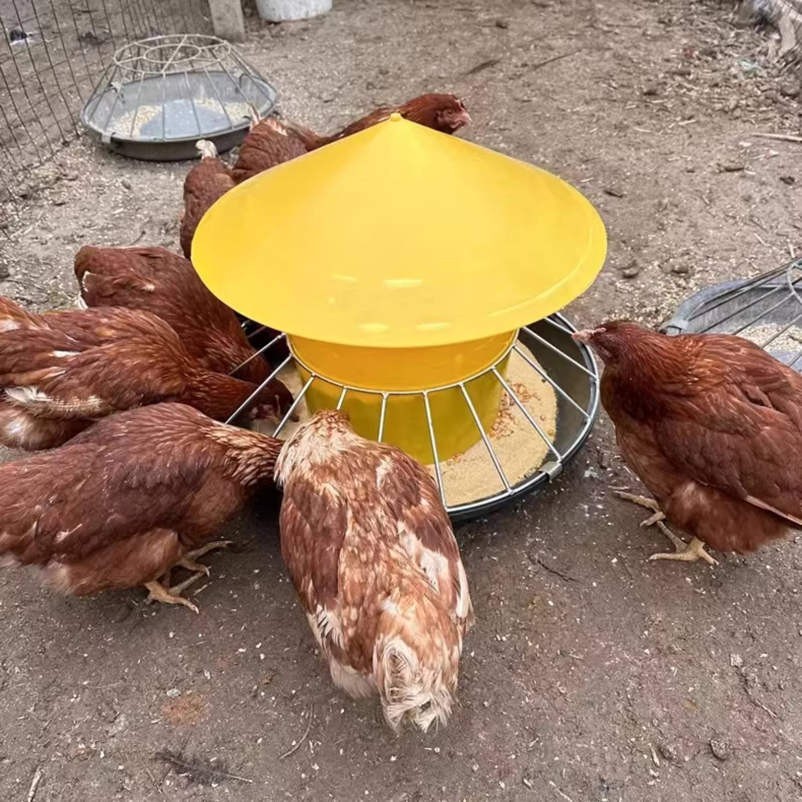 Comedouro Redondo para Aves de - Feeding avaliação e preço